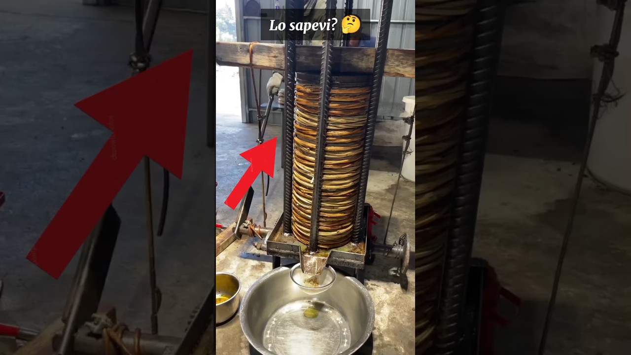 Ecco come si produce l'olio!