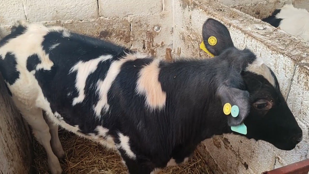 تربية العجول الصغار مازلنا مستمرين 