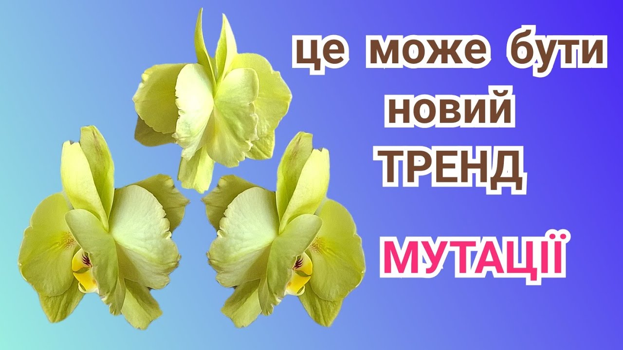 Орхідеї Фаленопсис, вангую - метелик, пелор, бабулетка...хто наступний???