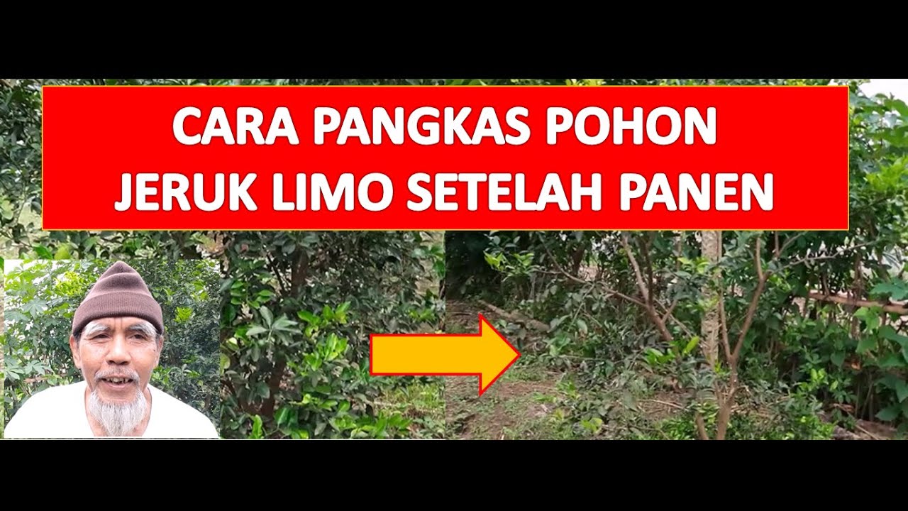 Cara Pangkas Pohon Jeruk Limo Setelah Dipanen