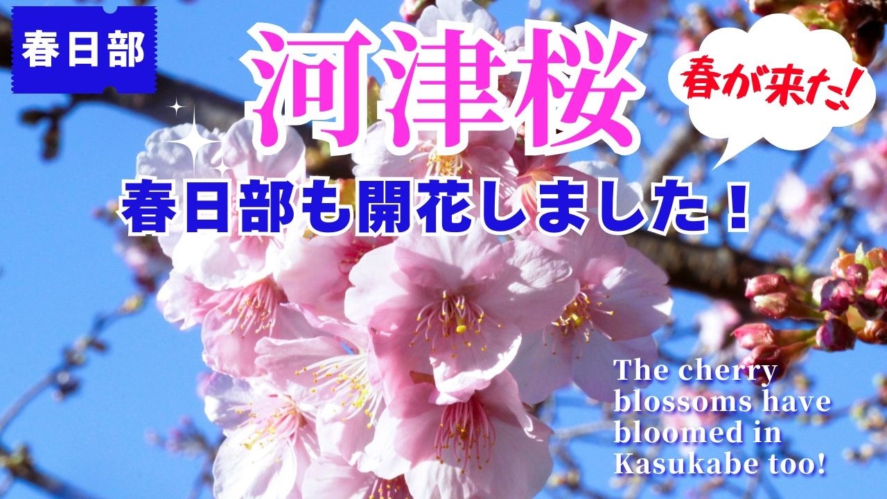 【開花情報】春日部にも河津桜が咲き始めました(2026年2月19日)🌸古利根公園橋＆旧倉松第二調整池｜2026年最新「訪れる方への「開花情報」としても参考になればです」 kasukabe japan