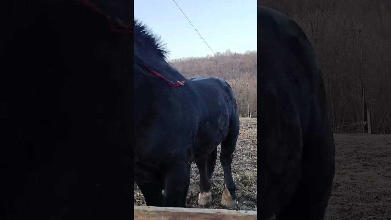 Красень Каїр на паровку☎️0684143641☎️