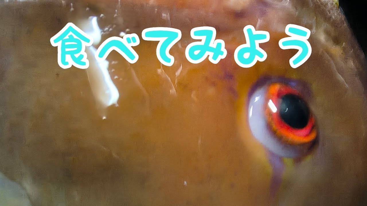 新年！初釣り？楽しい磯釣り！（後編）/えびの小冒険！♯90