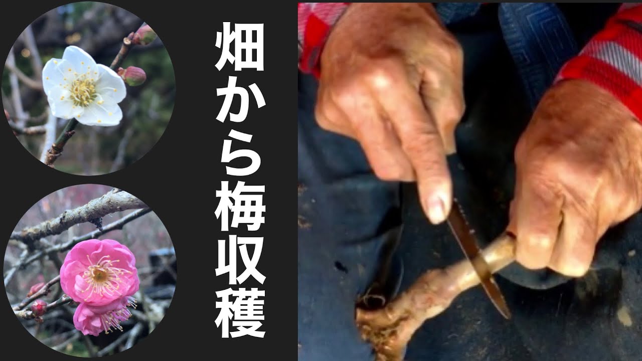 NO1 Простая для понимания большая чаша, похожая на красную сливу (у Осакадзуки ярко-красные цвет
