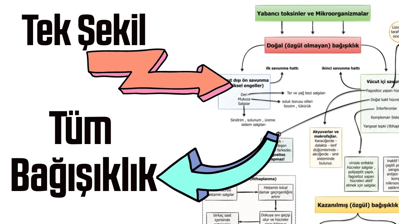 TEK ŞEKİL ÜZERİNDEN TÜM BAĞIŞIKLIK SİSTEMİ FULL GENEL TEKRAR