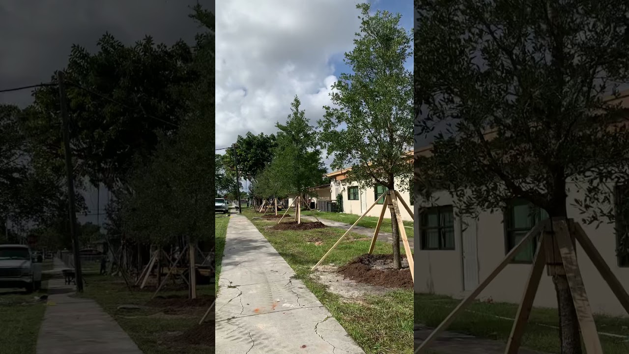 Installation of Live Oaks .. Beautiful Trees