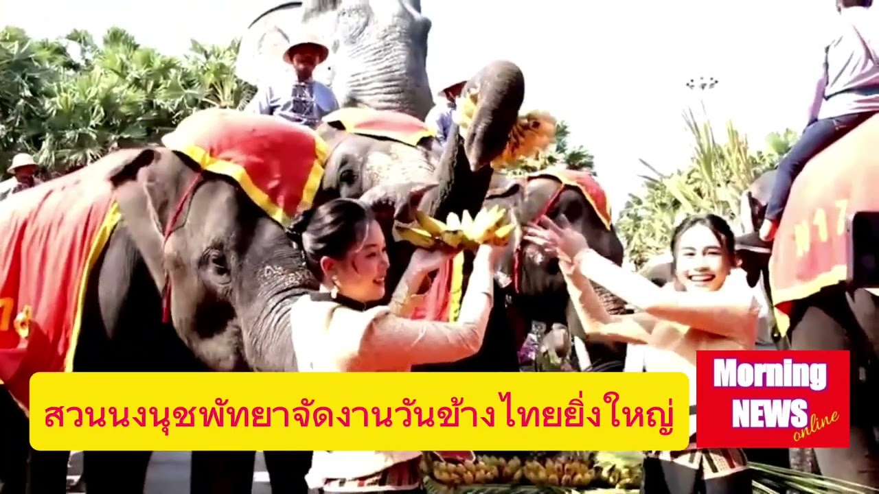 สวนนงนุชพัทยาจัดงานวันช้างไทยยิ่งใหญ่13มีนาคม2569 #Morningnewsonline 