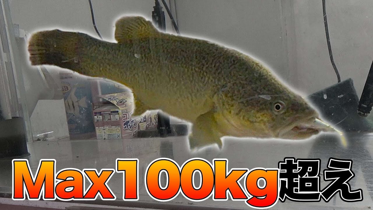 【怪魚育成】人より大きくなる魚！？マーレーコッドのエサ釣り！