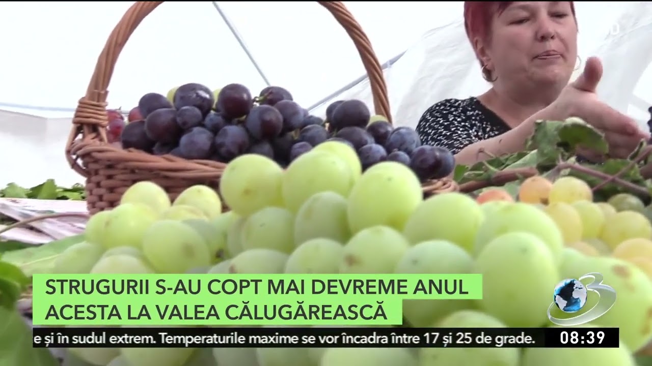 Vinul de la Valea Călugărească se anunţă foarte bun anul acesta