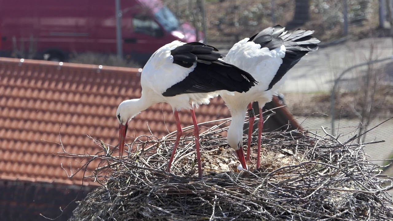Ein Storchenpaar &ndash; Nestpflege und Br&uuml;ten