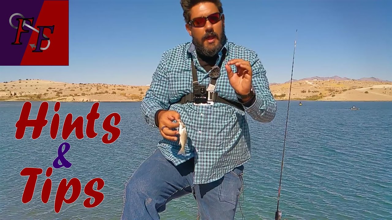 Hints and tips for striped bass in Lake Mead