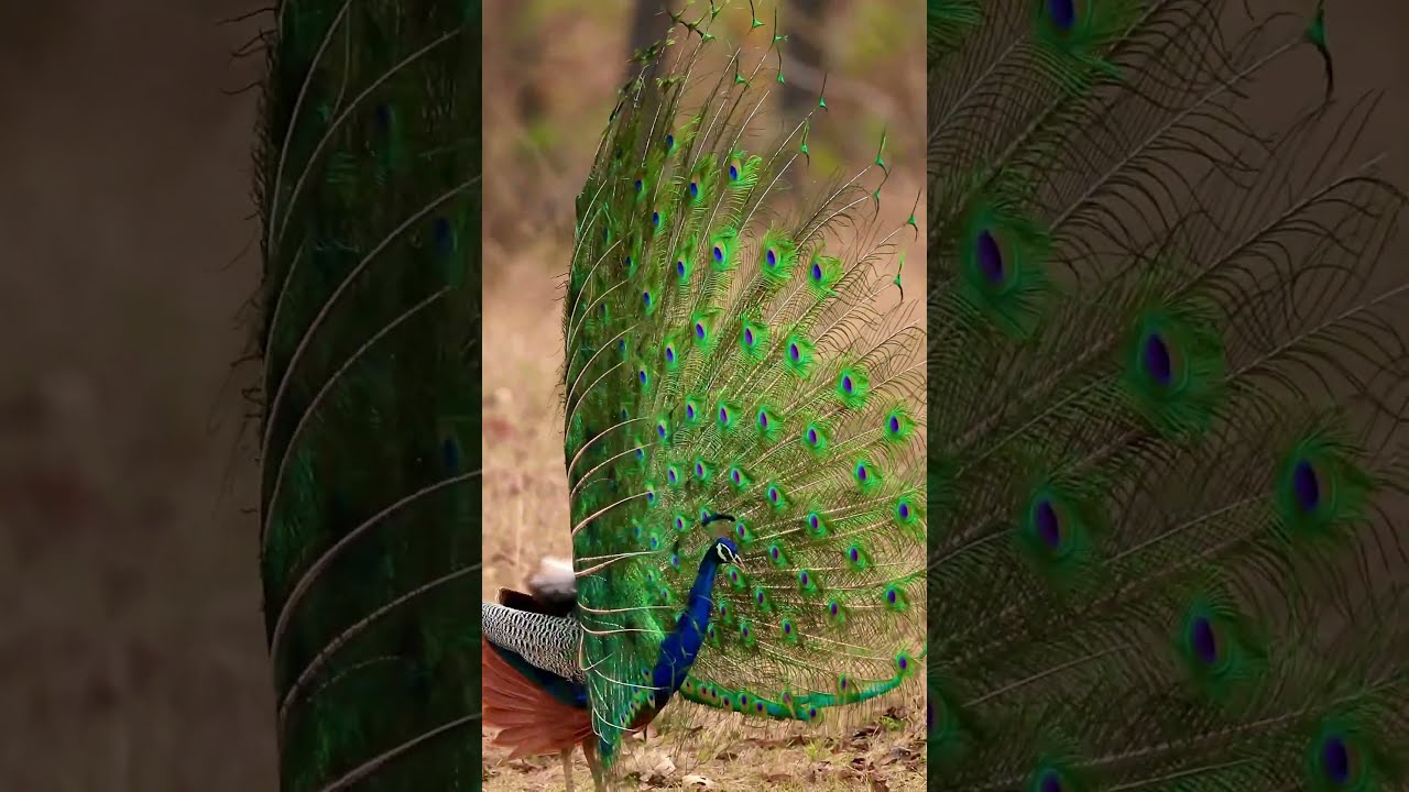 Wait for it&hellip; 🦚 #Peacock #India