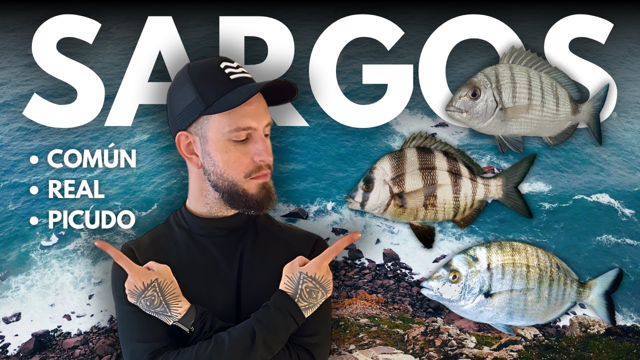 C&Oacute;MO y D&Oacute;NDE pescar cada uno: Sargo com&uacute;n, Sargo Real y Sargo Picudo