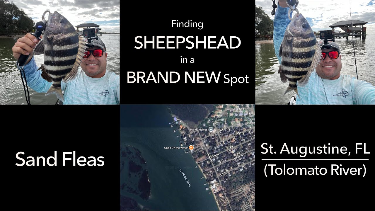 Finding SHEEPSHEAD in a BRAND NEW Spot (St. Augustine, FL -- Tolomato River)