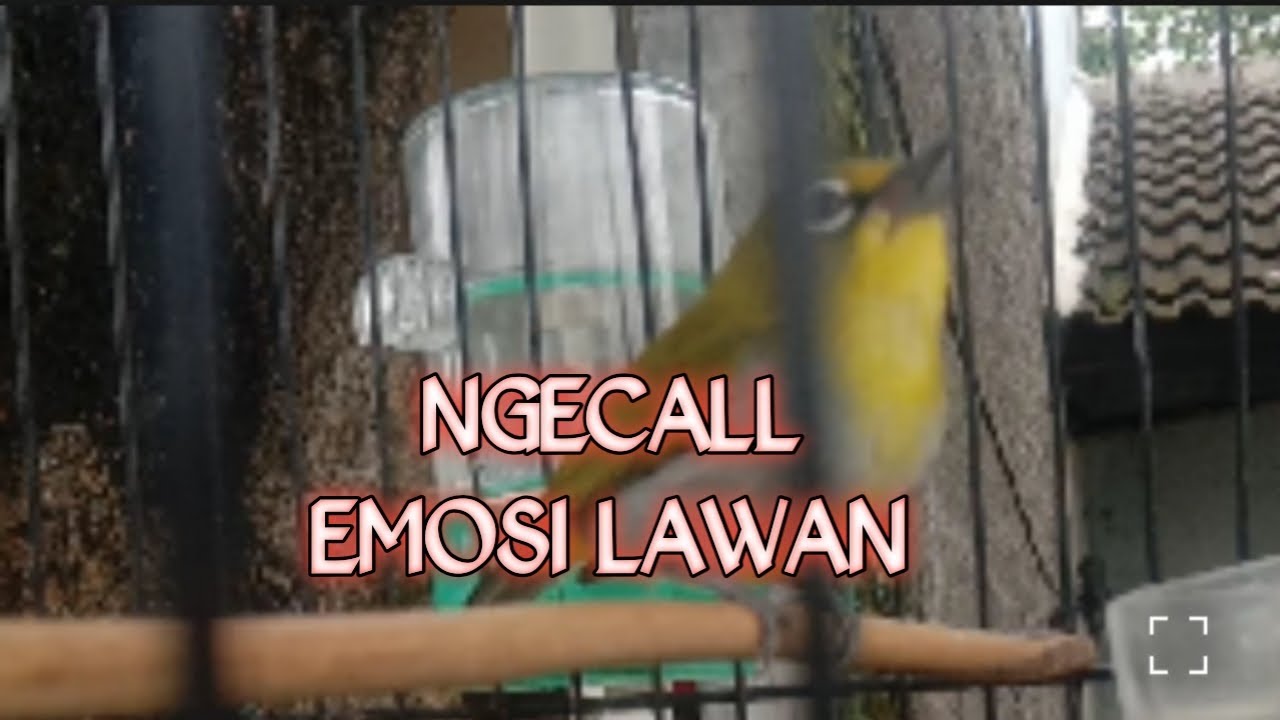 LIVE Streaming Pleci Ngecall Ngalas 🎶 Pancingan Super Keras & Ngalas Natural