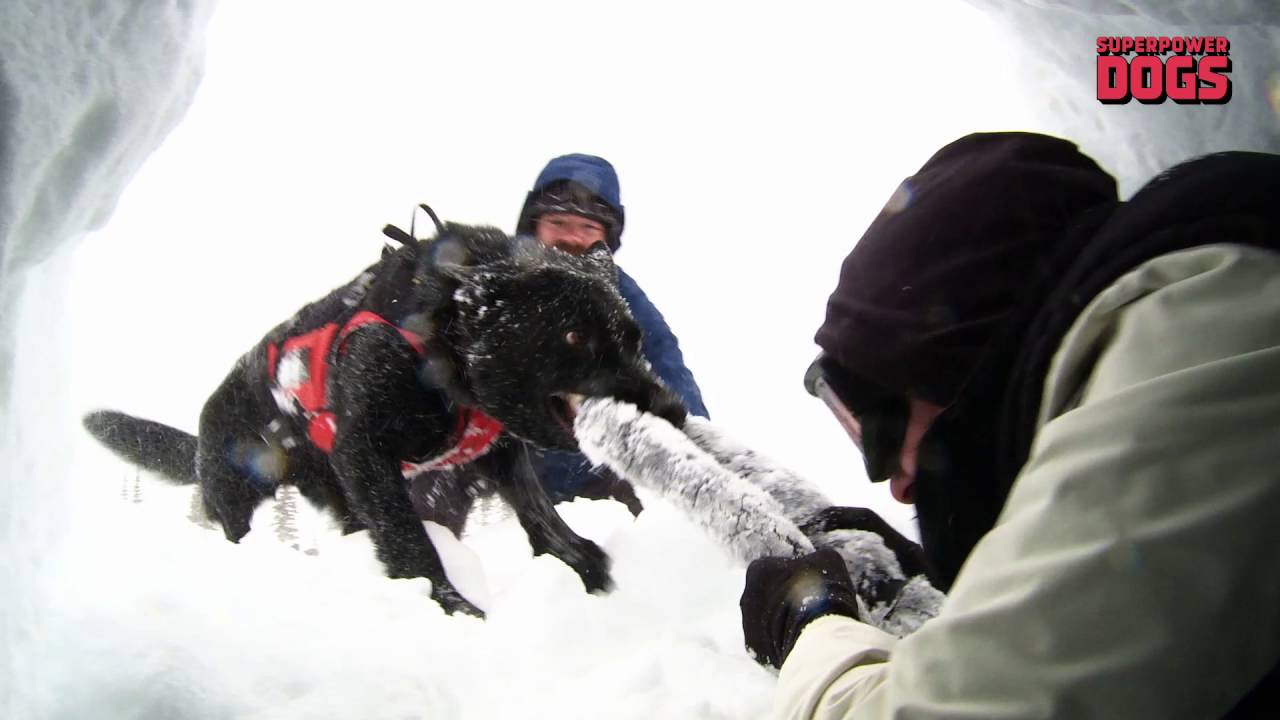 Avalanche! | Superpower Dogs Features