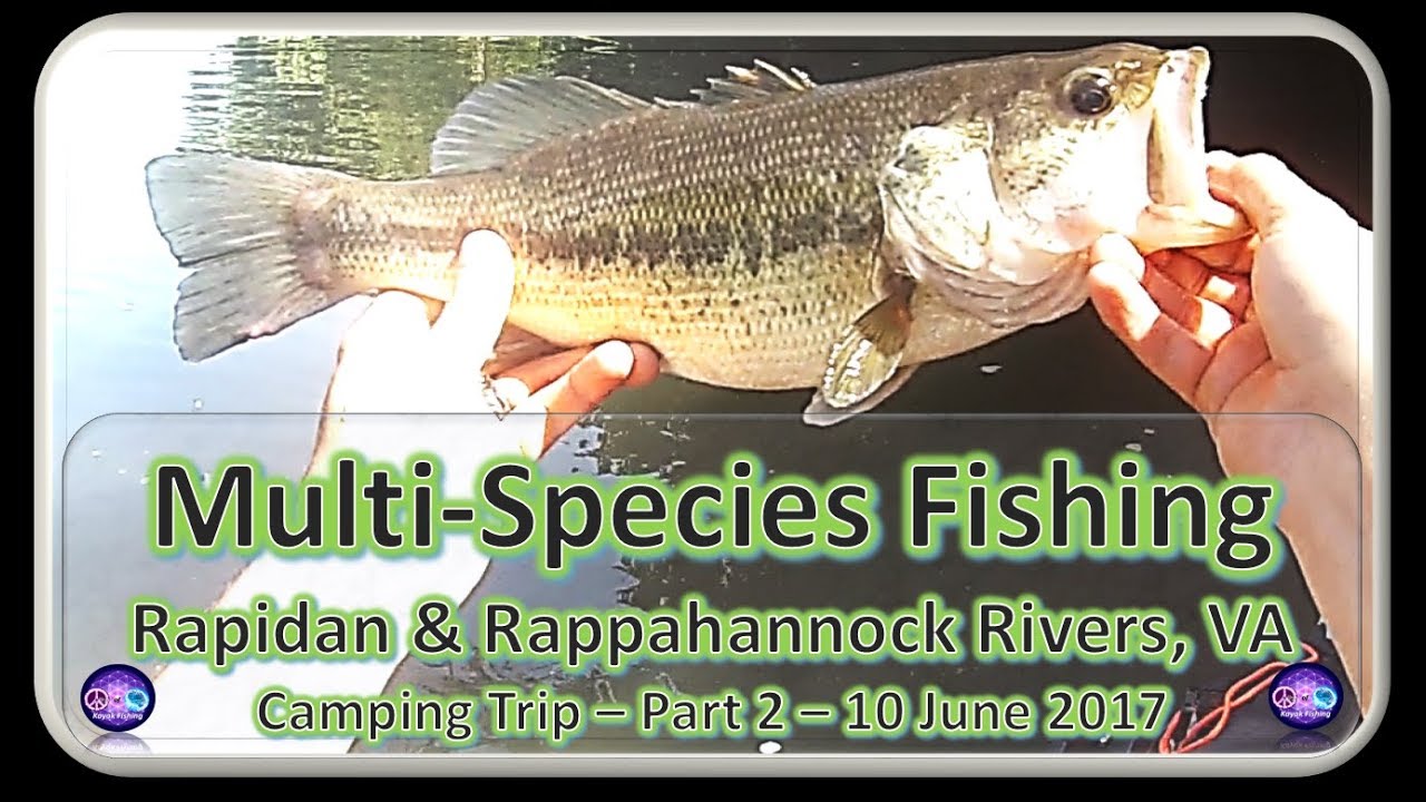 Multi-Species Fishing, Rapidan and Rappahannock Rivers, Part 2