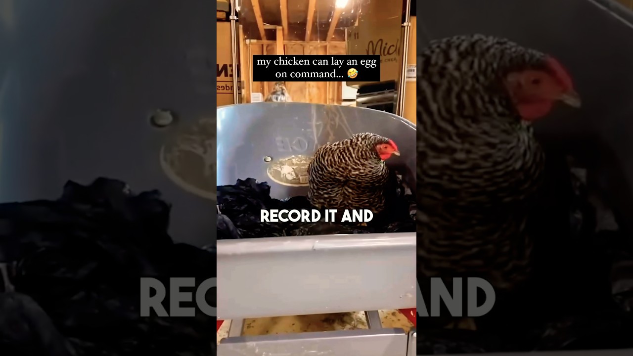 This Chicken Can Lay Eggs On Command 😂