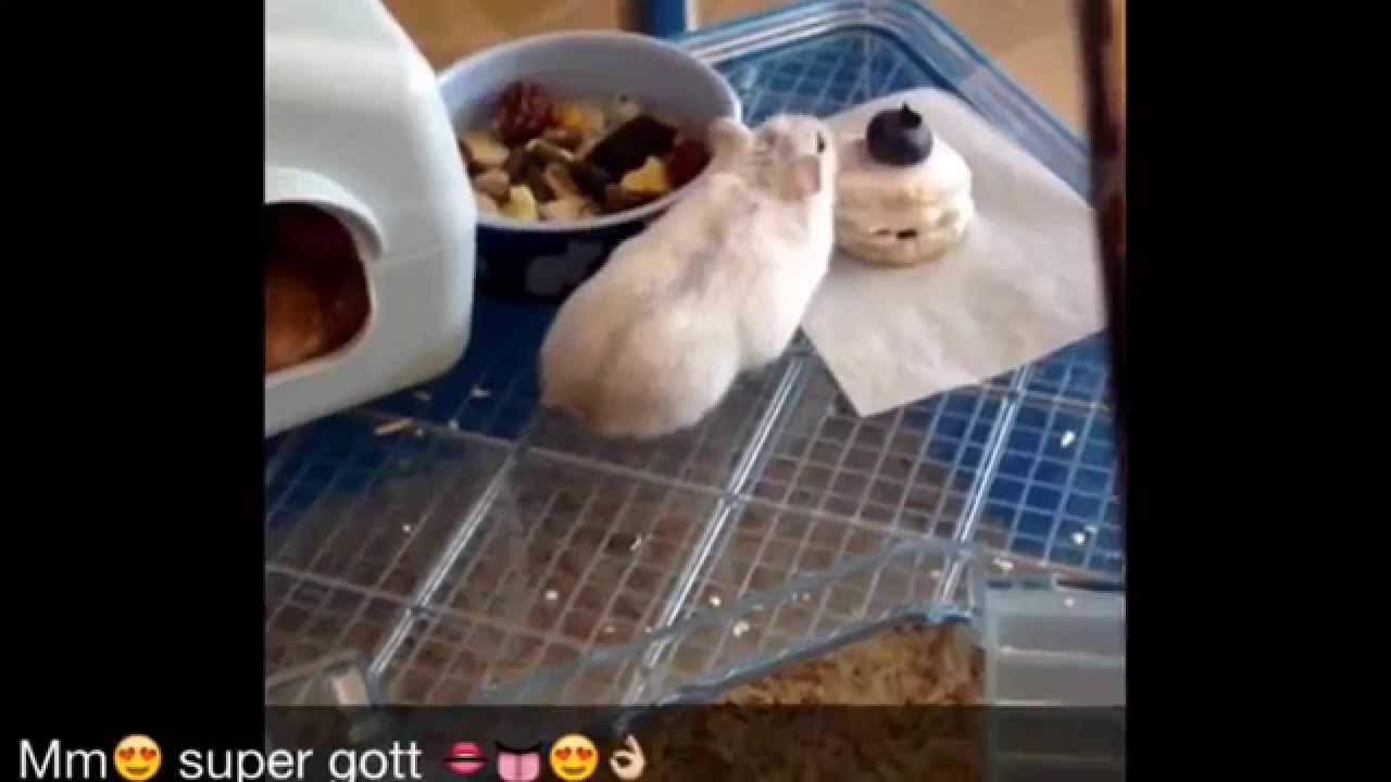 My hamster eating a cake