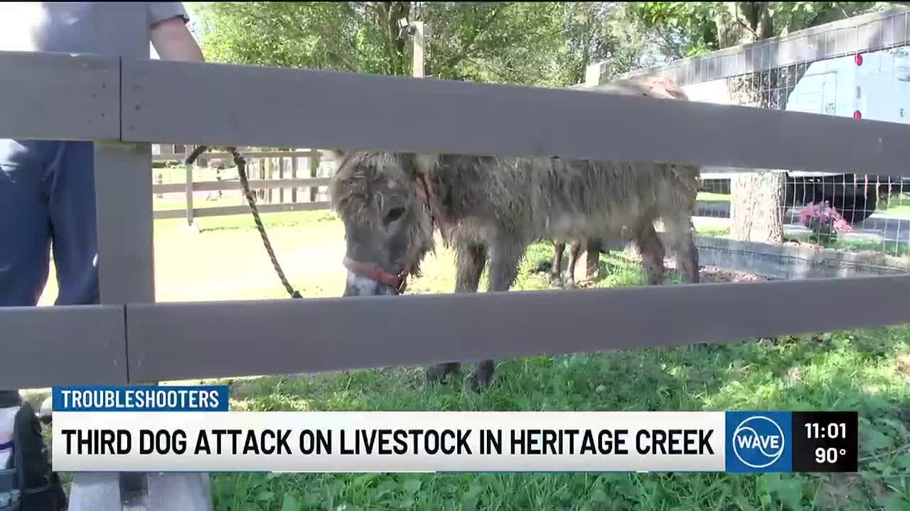 Animals attacked in Heritage Creek by same dogs that fatally attacked pony in January