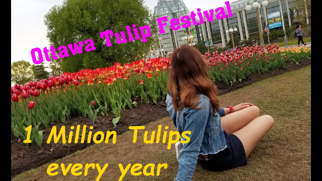 Tulip festival Dow's lake in Ottawa 2022 | Canadian tulip festival | Canada Travel Guide | Tulips
