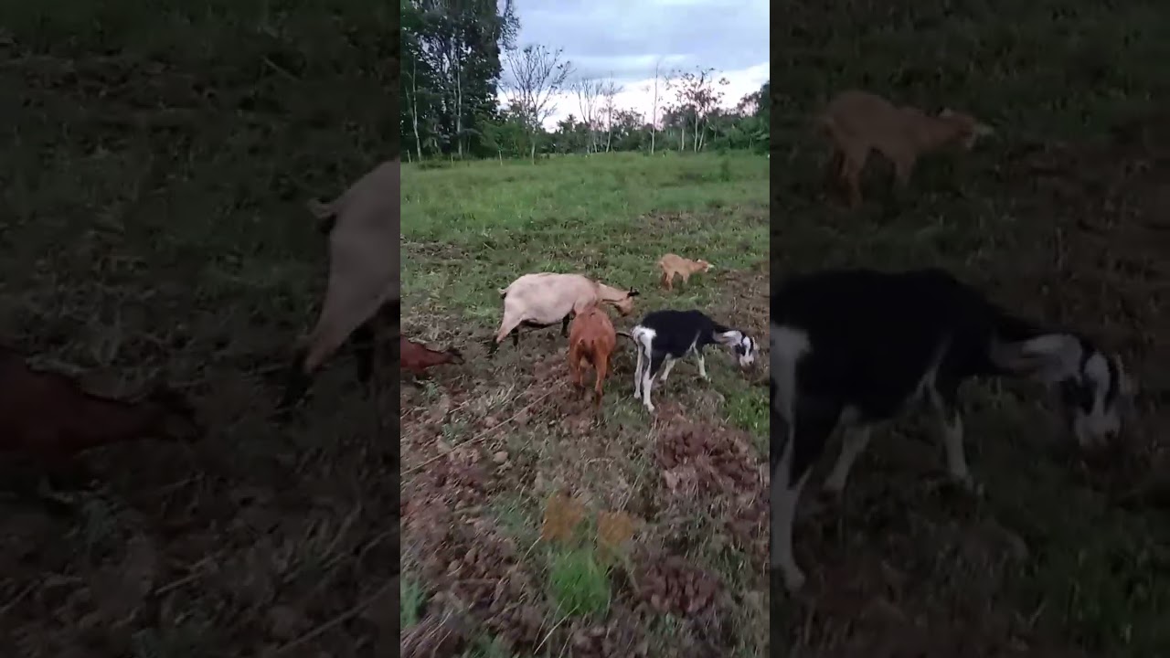 Bakiro pako sa akong kanding 