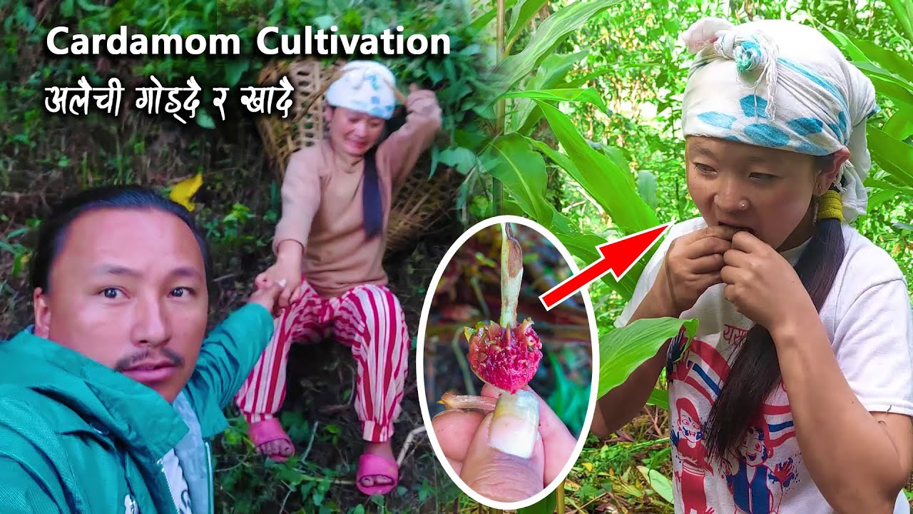 Cardamom Cultivation in my village with Samita || Alaichi kheti @VillageEnvironmentNEPAL