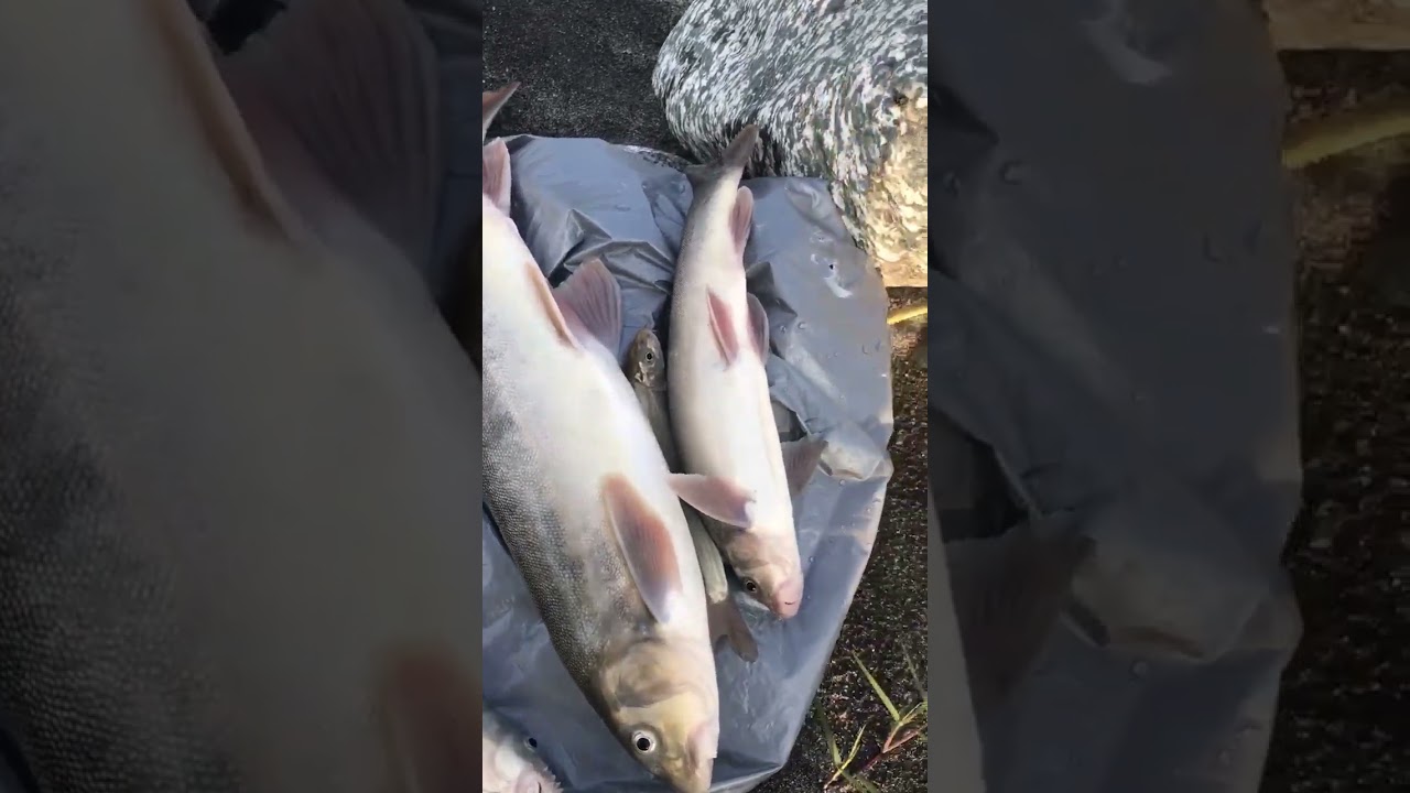 river swat hunting fish #jawad #fishing