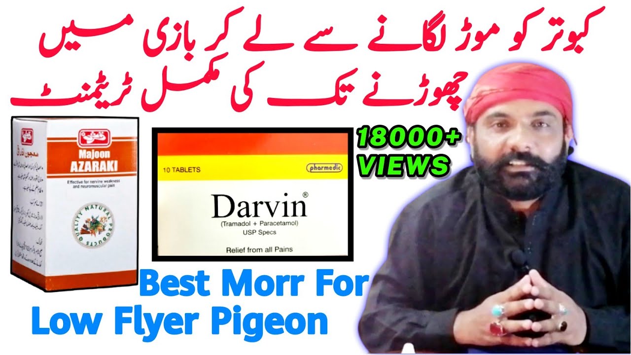 Parwazi Kabootar Ko Mor Lagane Ka Mukammal Tareeka | Kabootar Ko Mor Kese Lagayein