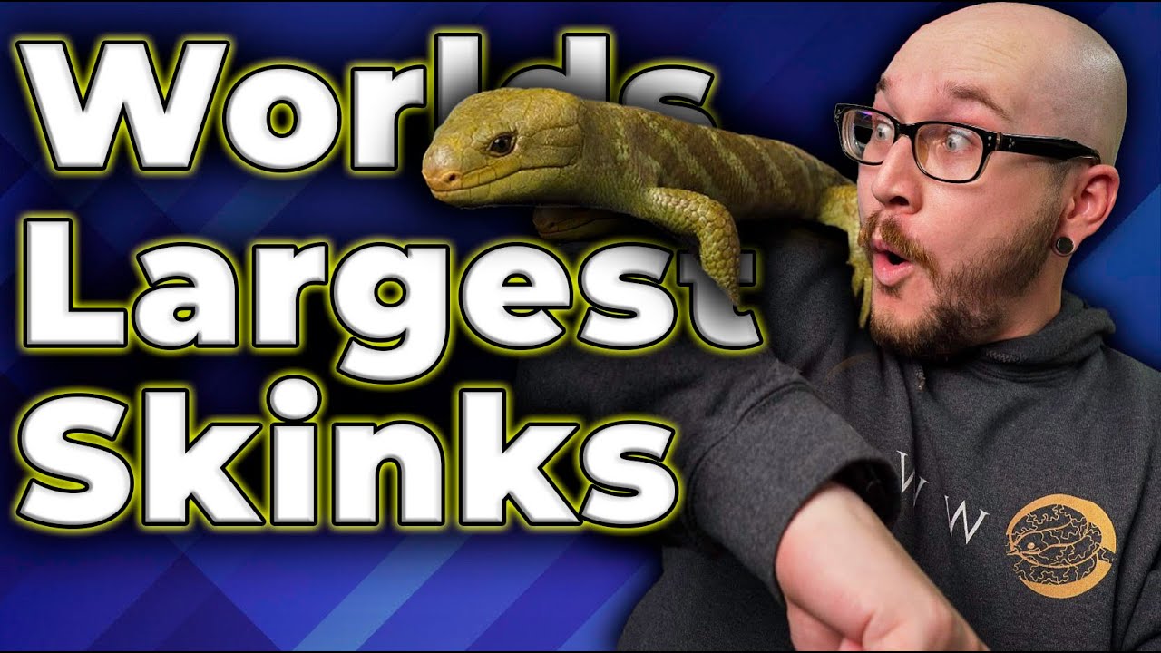 The BIGGEST Skink In The World! All About Monkey Tailed Skinks!