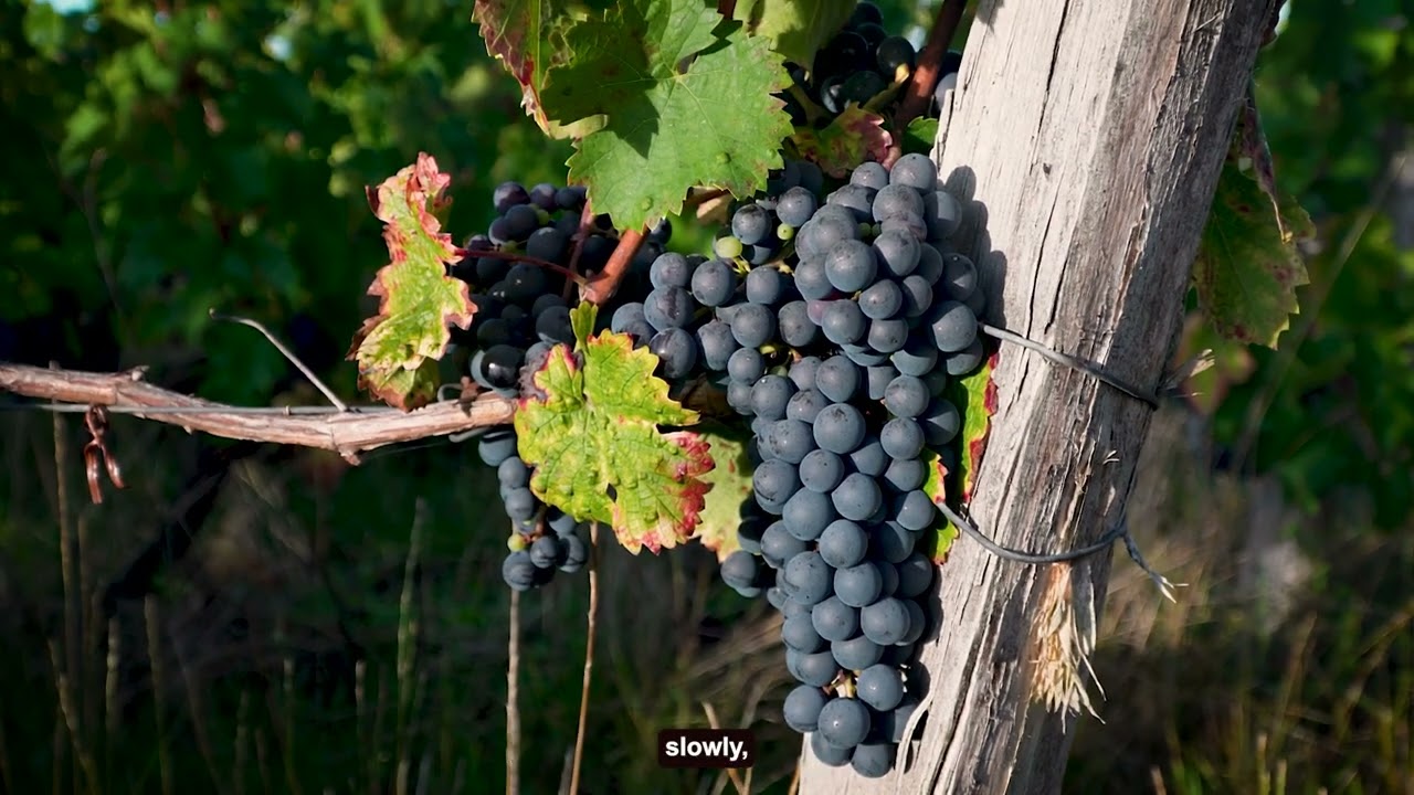 Vidéo de présentation du Domaine de la Renne (version sous titrage anglais)