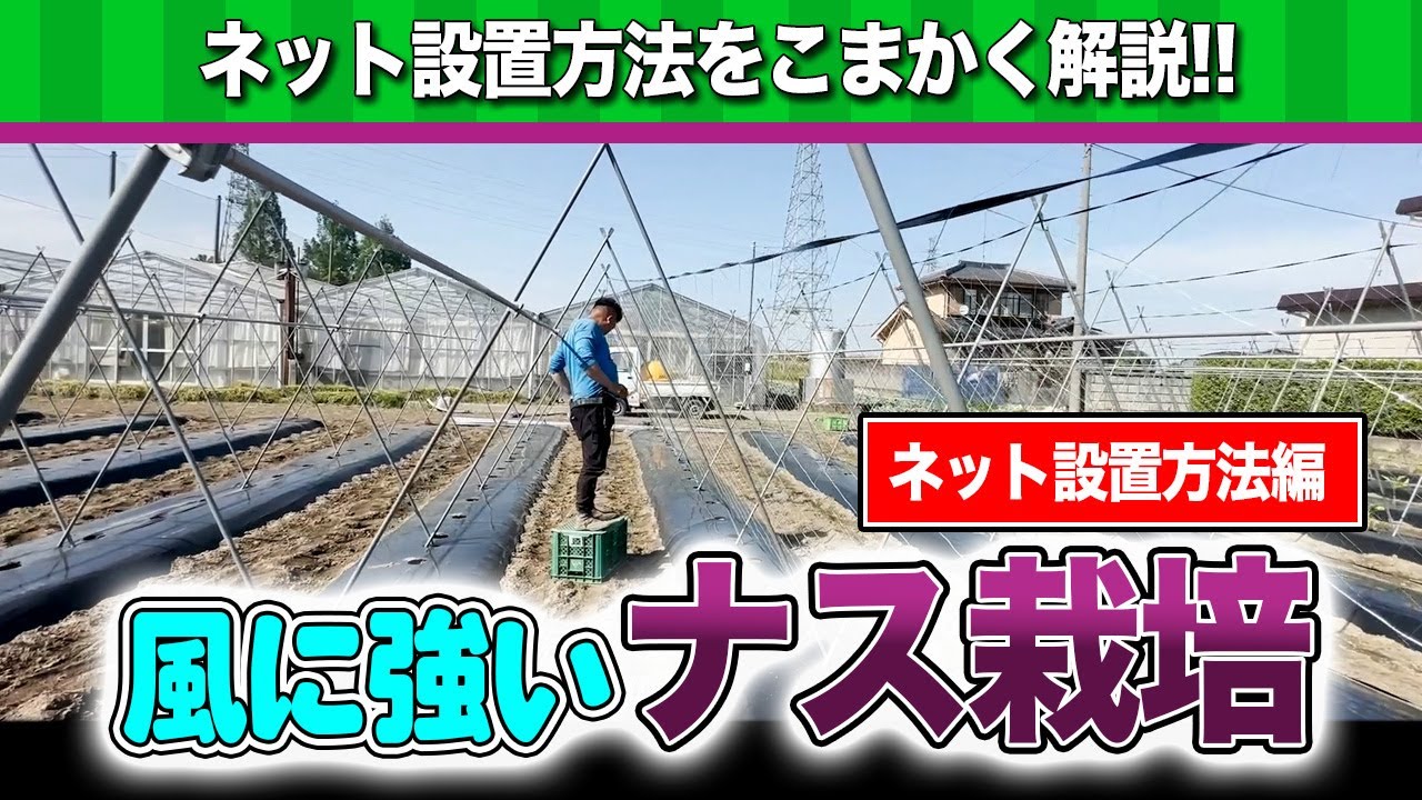 【ネット設置解説】風に強いナス栽培をこまかく解説。