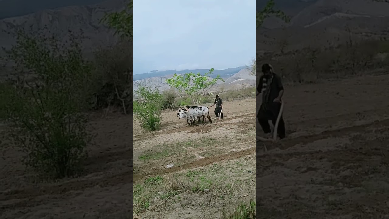 A hardworking farmer is seen plowing his field using a traditional method, guiding a bull