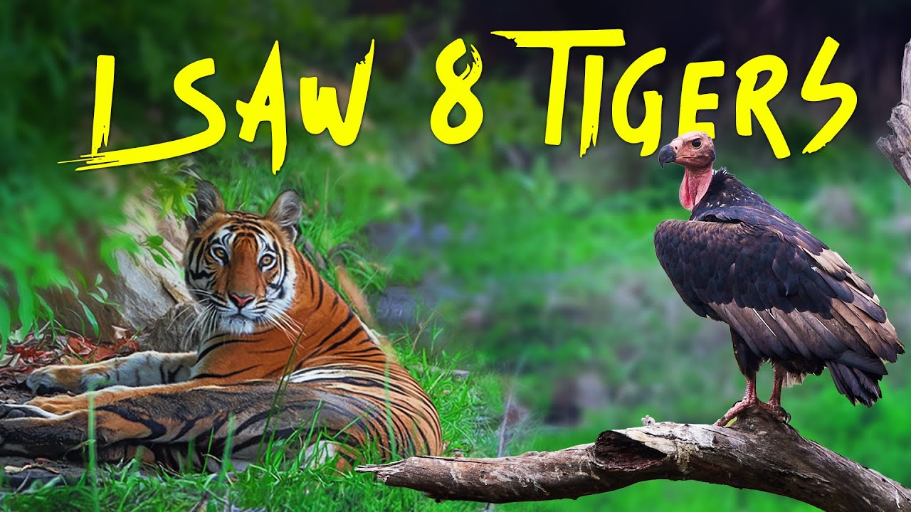 Ep 03 - 8 Tigers in 1 safari, Tala Zone Bandhavgarh Tiger Reserve - 4K Video