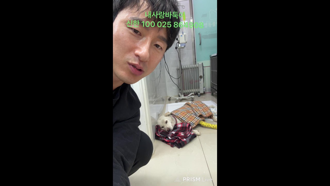 2부 수술 후 깨어난 백구 달콤이