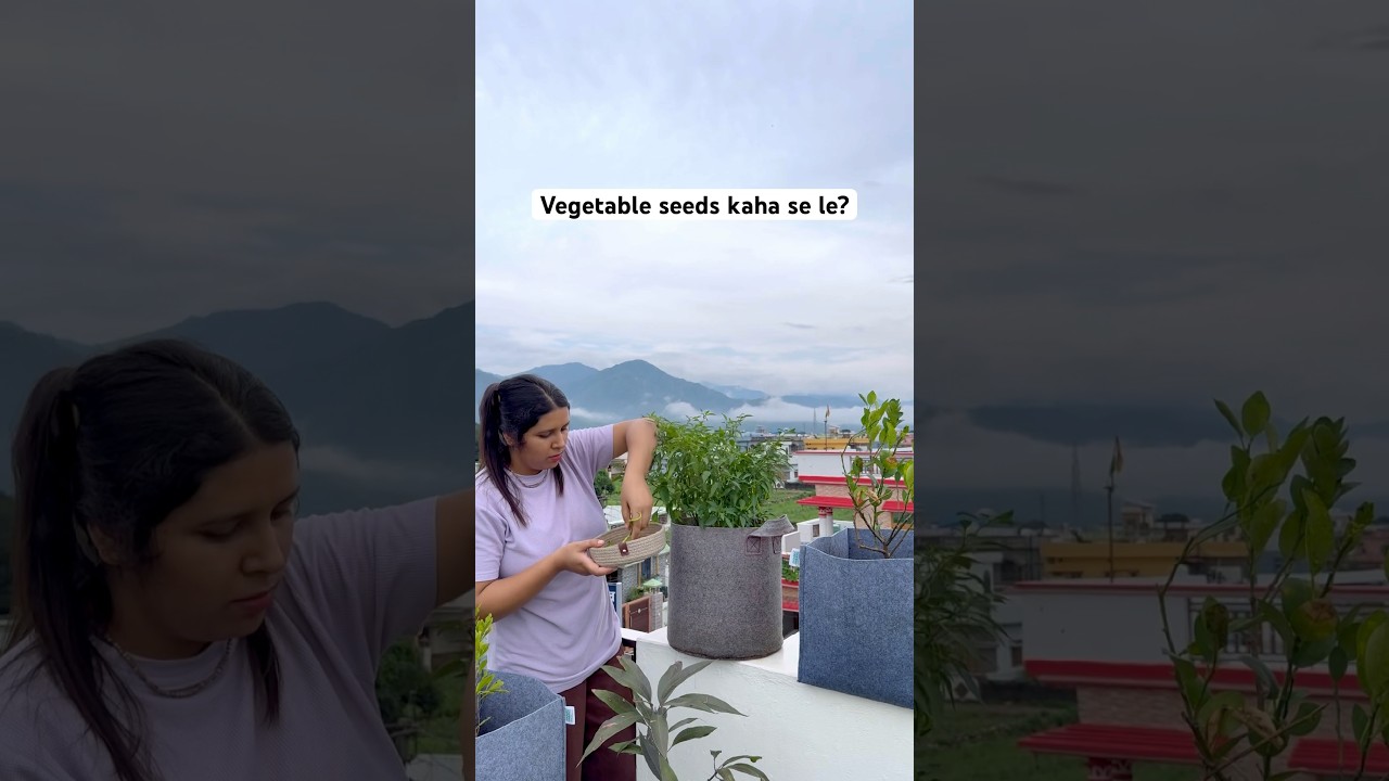20 summer vegetable combo( price 499) order on whatsapp  92868 04871 #gardening #seeds #organic