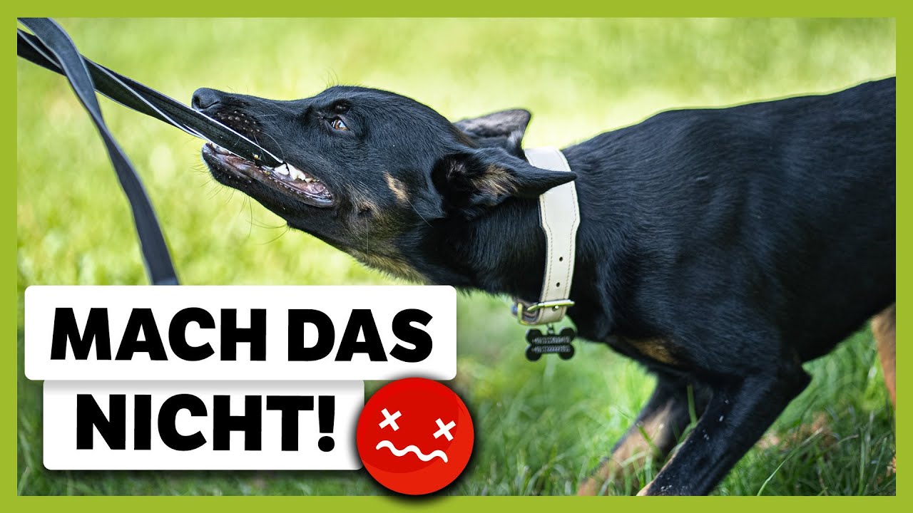 SUCHTVERHALTEN beim Hund: Malinois-Mischling Bali wurde falsch trainiert | Live-Training