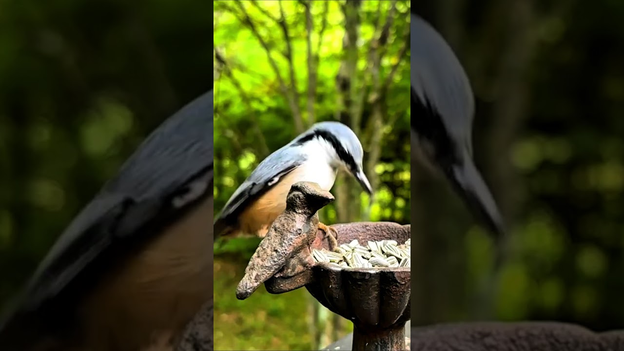 the thief Bird eating in slow motion #waterbird #wildlife #waterbirds #waterfowl