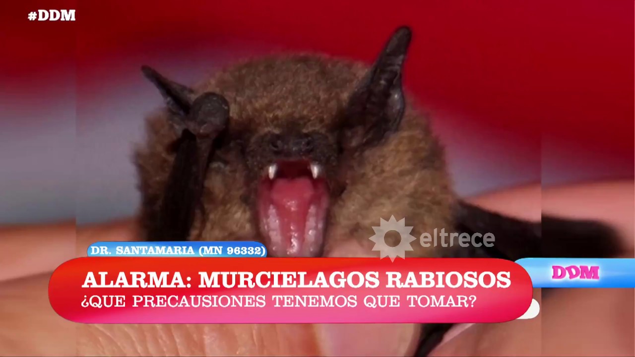 Alarma por murciélagos: ¿Cómo saber si tienen rabia y qué hacer?