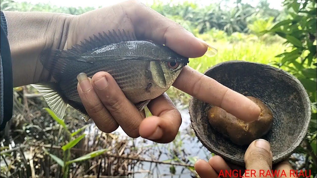 MERAKIT UMPAN JITU IKAN BIAWAN  EPESODE 2 !!! YANG SANGAT MANJUR DAN JITU!!!!!#ANGLERRAWARIAU