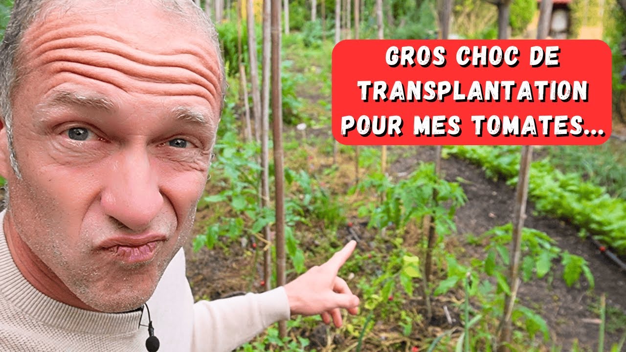 J'ai planté trop tôt mes tomates...? 🤔