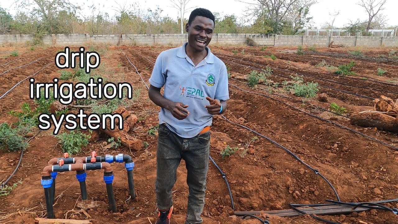 Jinsi Tulivyofunga Drip Irrigation System kwa Shamba la Mteja Morogoro  DRIP IRRIGATION.
