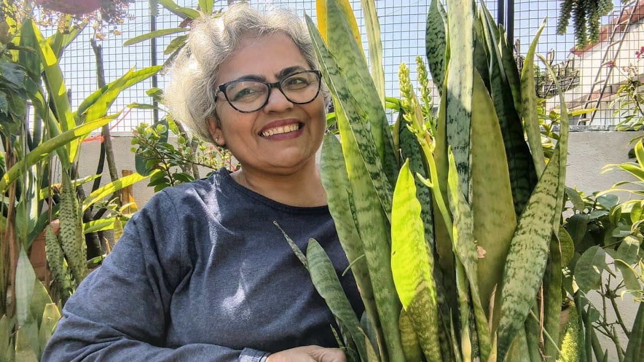 How to grow snake plant/it's propagation/care tips 