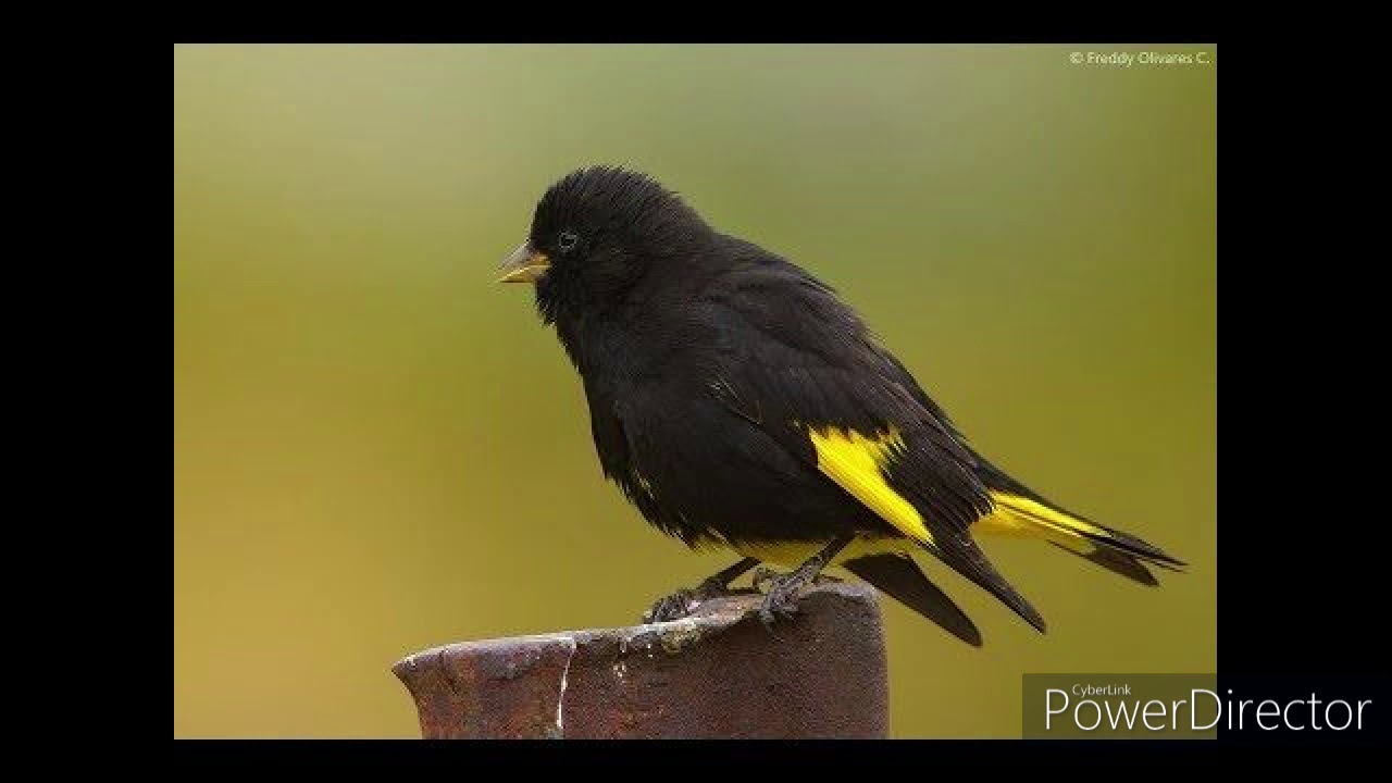طائر السسكن الاسود-black siskin