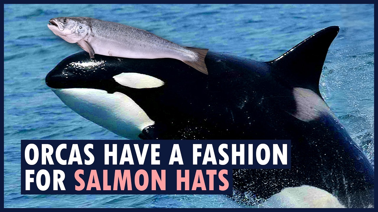 Wild orcas are wearing salmon as hats. | ANIMAL FADS