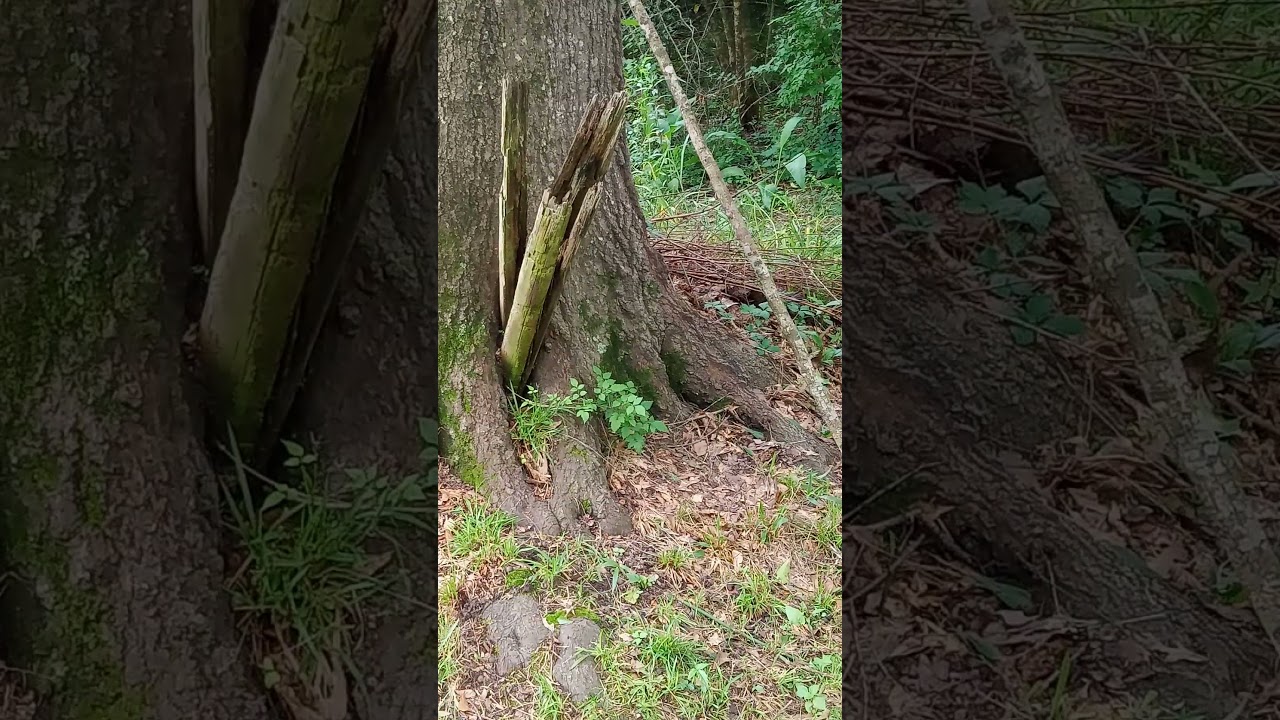 Why the Hoodoo Man Always Has a Stick | Real Hoodoo