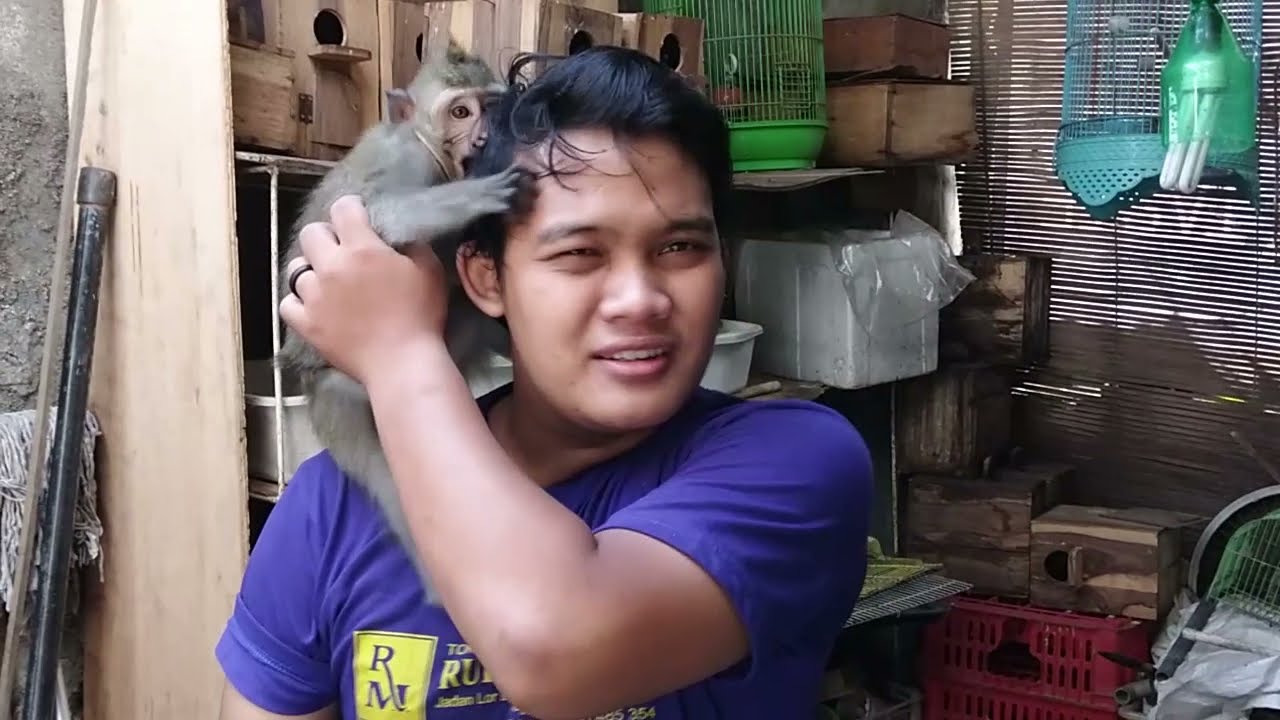 CARA MEMANDIKAN MONYET PANTAI YANG GALAK || KEFFI || MONKEY YOYO || MONKEY NUI