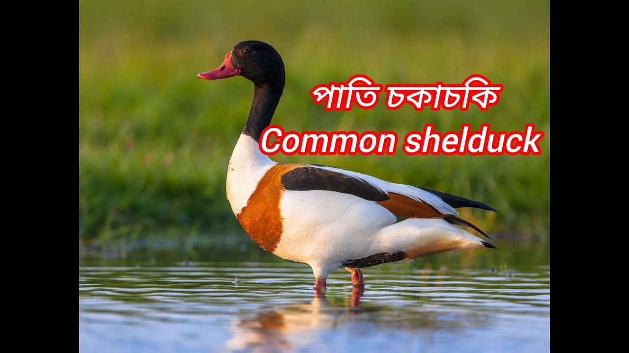 পাতি চকাচকি বা সাচকা Common Shelduck