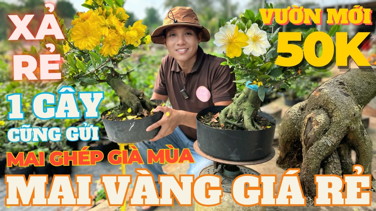 12-03 ANH CHÚC Giao Lưu Mai Vàng Giá Rẻ, Siêu Bông Bình Lợi, Như Ý, Nhị Ngọc Toàn • THÀNH TRỌNG LÊ