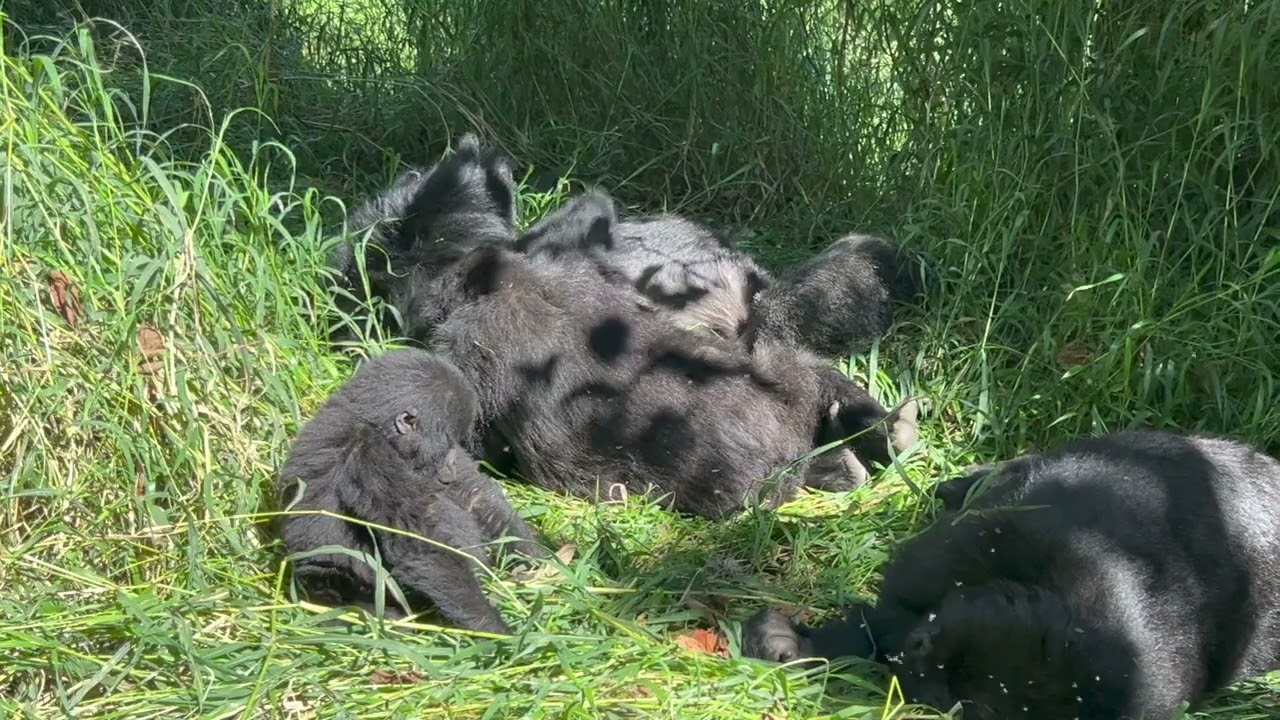 Gorilla Trekking in Mgahinga Park, Uganda